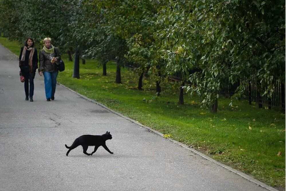 Что делать если кошка перебежала дорогу. Черный кот перебегает дорогу. Чёрная Кошла пробегает дорогу. Чёрная кошка перебежала дорогу. Кошка черная перебежала доро.