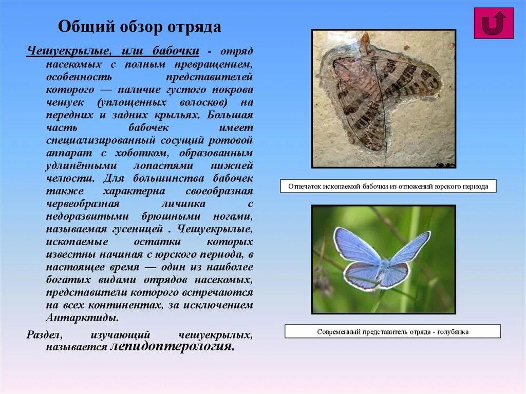 бабочка какой отряд насекомых. бабочка какой отряд насекомых. представители отряда чешуекрылые бабочки. отряд чешуекрылые бабочки. отряд чешуекрылые крылья.