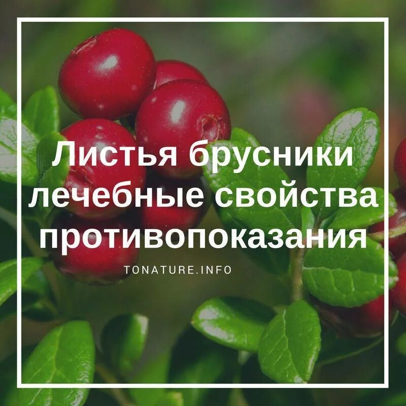 Лечебные свойства брусники. Брусника лист. Листья брусники лечебные. Брусника листья брусники. Листья брусники лечебные свойства.