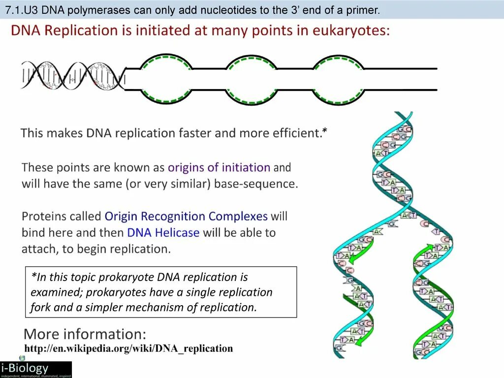 Инициация репликации ДНК. Репликация ДНК задания. Mechanism of DNA Replication.. Semidiscontinuous DNA Replication.