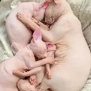 Рождение котят сфинксов