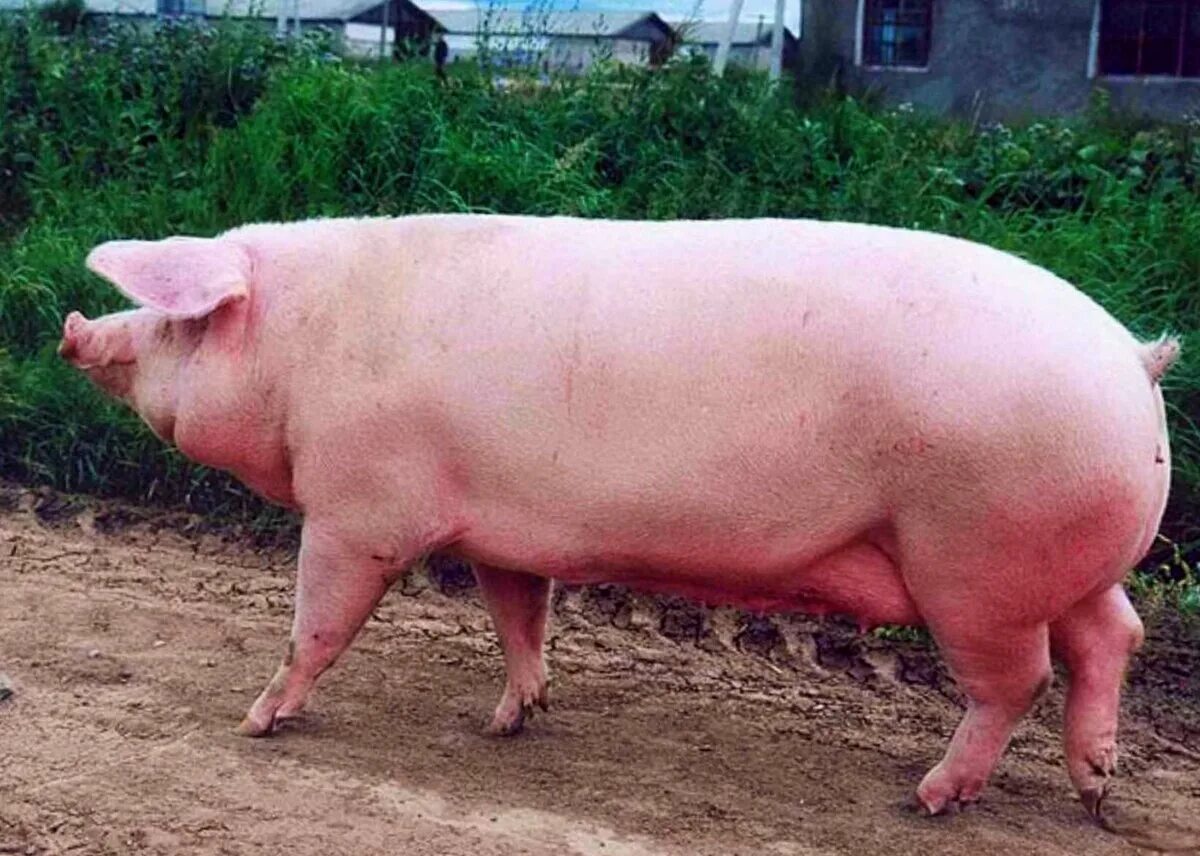 Какого цвета свинки. Эстонская беконная порода. Эстонская беконная свинья. Ландрас (порода свиней). Уржумская порода свиней.