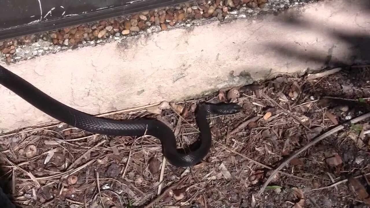 Какая среда обитания у змей. Блейк Снейк чёрная змея. Черная змея Флорида. Черная змея Австралии.