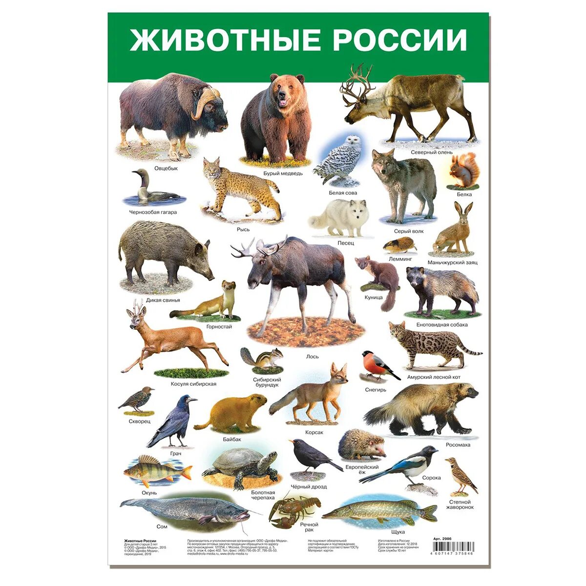 Какие животные в нашем регионе. Животные россии. плакат. животные россии. дикие животные россии. звери россии.