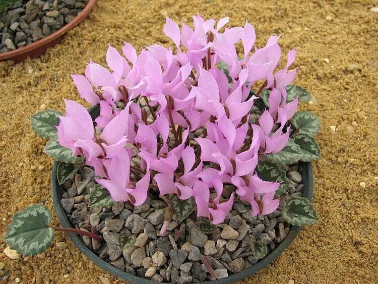 Цикламен для кошек. Cyclamen Mirabile. Cyclamen pseudibericum. Cyclamen intaminatum. Cyclamen libanoticum.