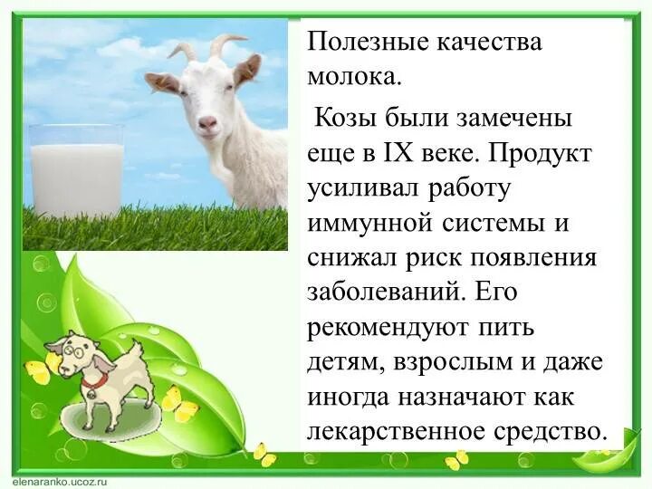 Коза молоко. Полезная коза. Коза польза. Какую пользу приносит коза. Козье молоко польза.