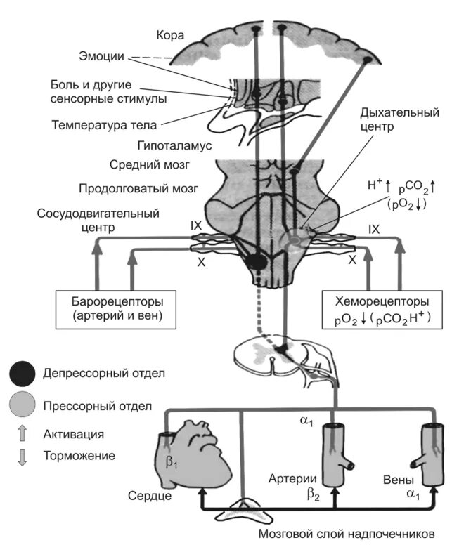 Центр безусловно рефлекторной регуляции кровяного. Барорецепторная система регуляции артериального давления. Схема регуляции артериального давления. Барорецепторный механизм регуляции ад. Механизм саморегуляции кровяного давления схема.