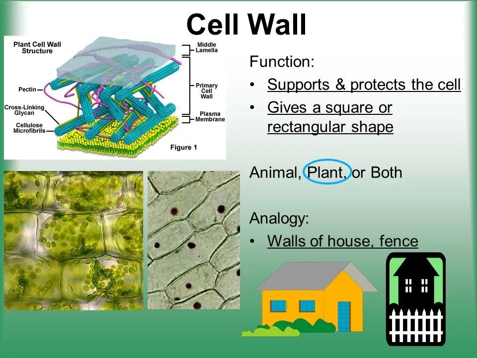 Cell Wall Plant Cell. Plant Cell Wall structure. Function of Cell Wall. Cellular Wall.