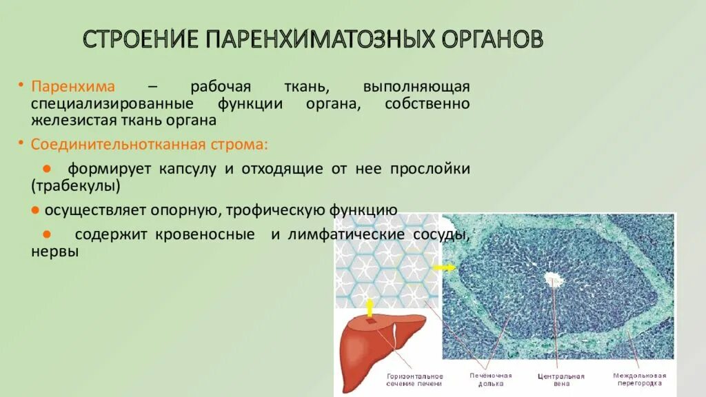 Общее строение паренхиматозных органов. Строма паренхиматозных органов ткань. строение паренхиматозных органов. общий план строения паренхиматозных органов. паренхиматозные органы анатомия.