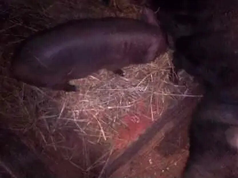 Корова в городе. Приют для собак в тверской области. Бологое великие луки. Красивый волк. Бологое осташков паровоз.