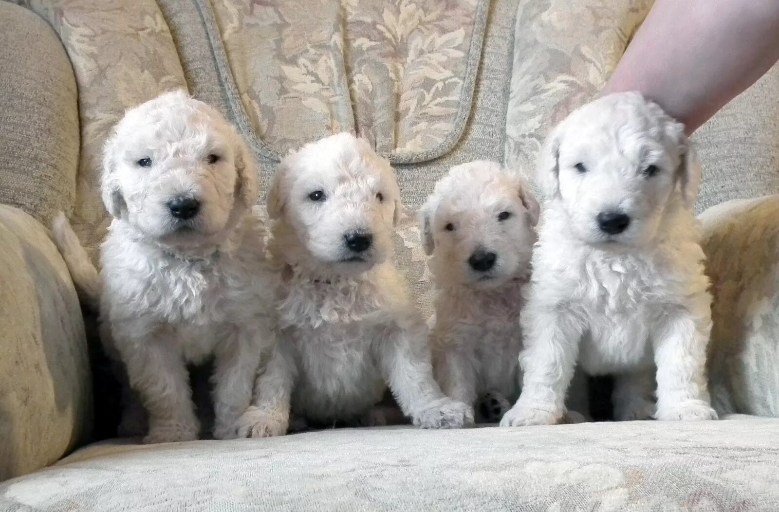 Комондор щенки. Венгерская овчарка комондор щенки. Собака комондор венгерская овчарка. Комондор или венгерская овчарка. Венгерский комондор собака.