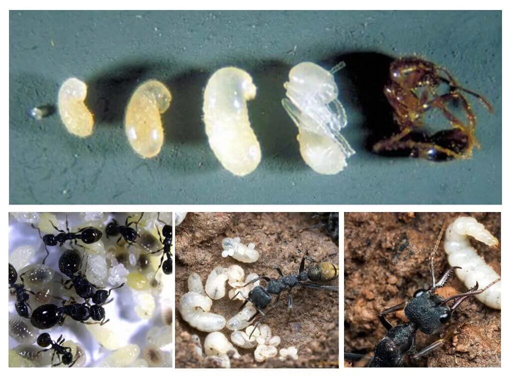 Какое развитие у муравья. Яйца личинки куколки муравьев. Личинки муравьев (муравьиные яйца). Муравьи яйца личинки куколки. Яйца личинки куколки жнецов.