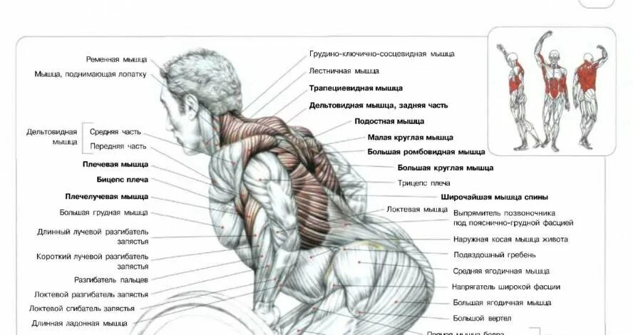 Какие упражнения для развития мышц. Тяга штанги в наклоне обратным хватом стоя. Упражнения на широчайшие мышцы спины. Тяга штанги в наклоне мышцы задействованы. Тяга гантели в наклоне какие мышцы работают.