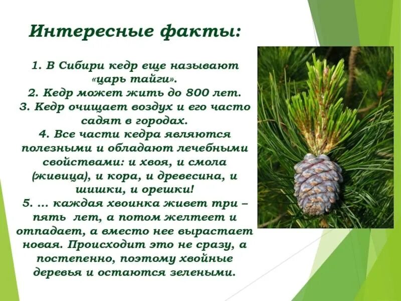 Текст про сосну. Сибирский кедр деревья Сибири. Сосна Сибирская, или Сибирский кедр. Сибирский кедр дерево сообщение. Сосна Кедровая хвоинки 4 класс.