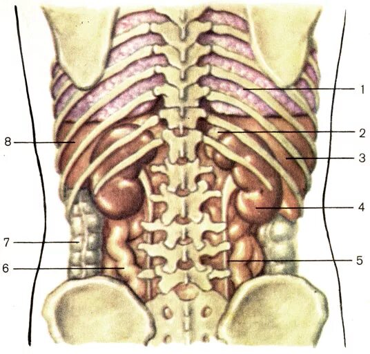Где находятся почки у человека