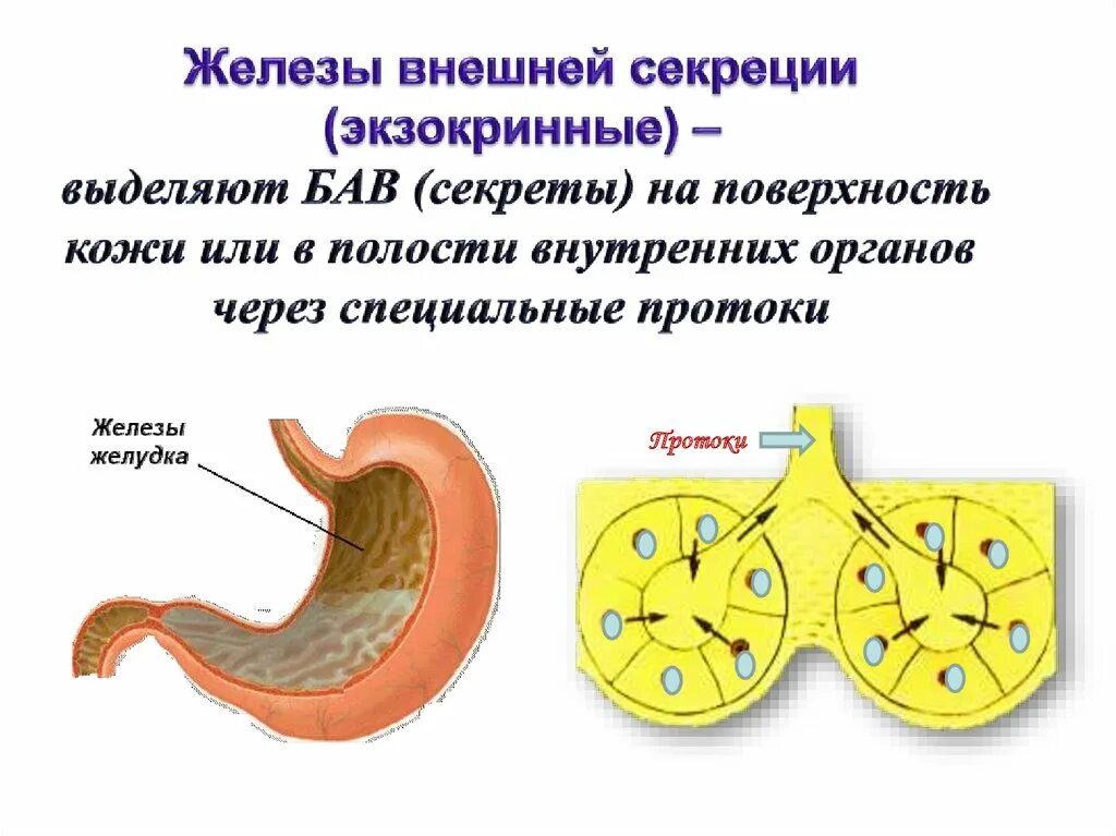 Железы внешней секреции строение. Схема железы внешней секреции. Эндокринная система внешней секреции. Схема строения желез внешней секреции.