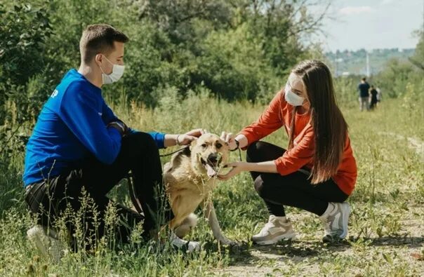 Волонтерство помощь животным. Волонтеры с собаками. помощь животным. волонтеры помогают животным. волонтерство в приюте для животных.