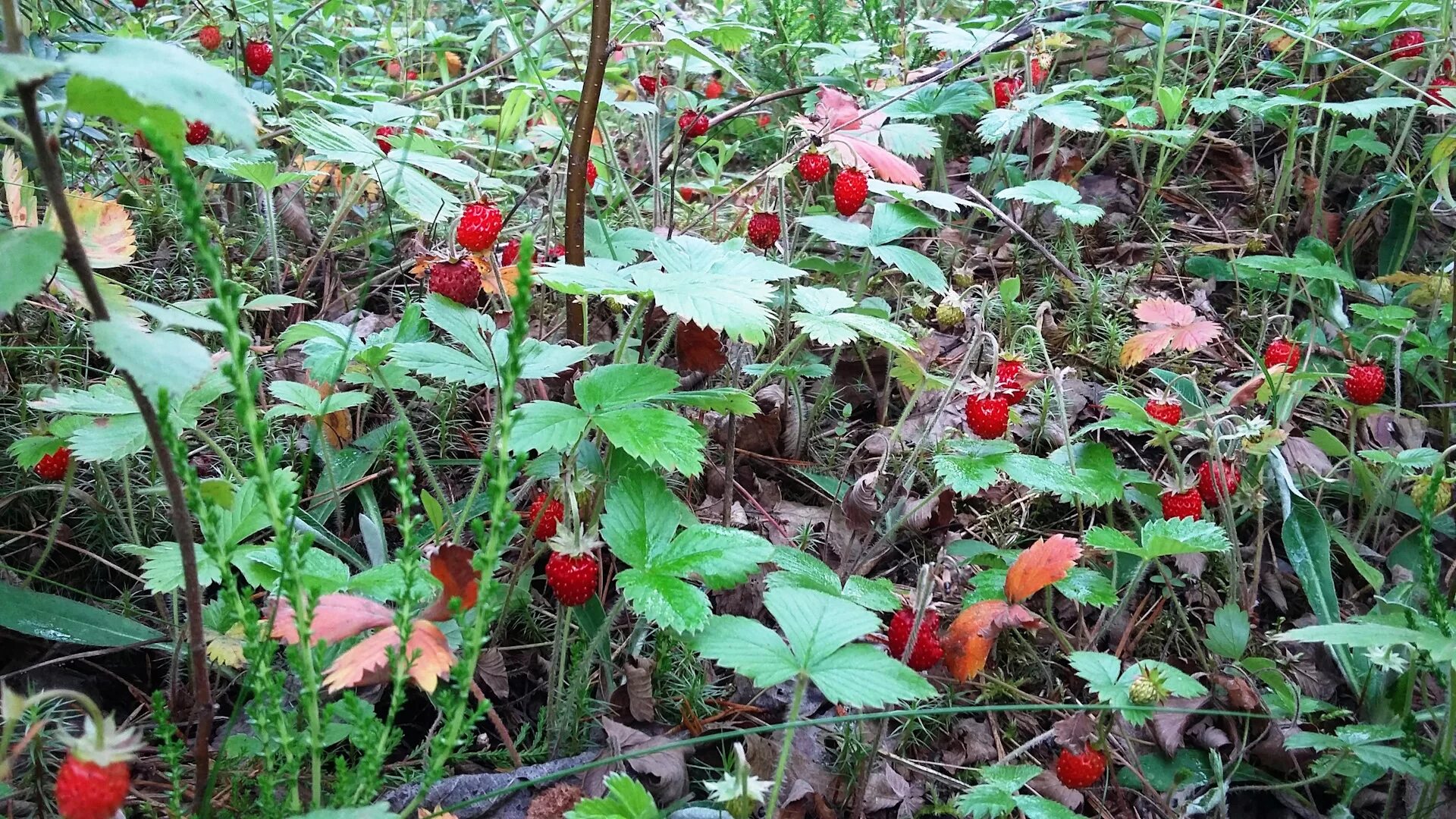 Клубника лесная полянка. Земляника в лесу пошла. Земляника в лесу пошла. Сбор лесной земляники. Мелкая лесная земляника.