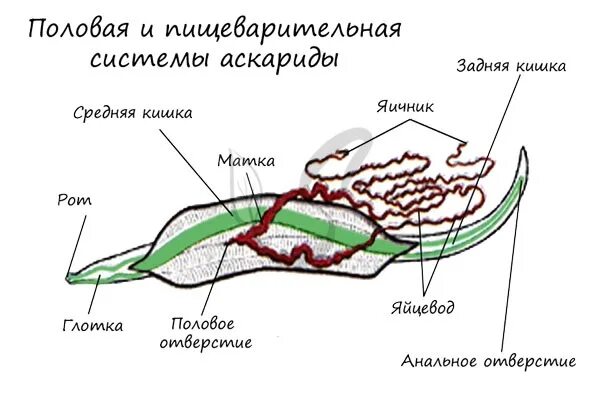 Строение круглых червей аскарида. Половая система аскариды человеческой. Строение аскариды. Тип круглые черви строение аскариды.