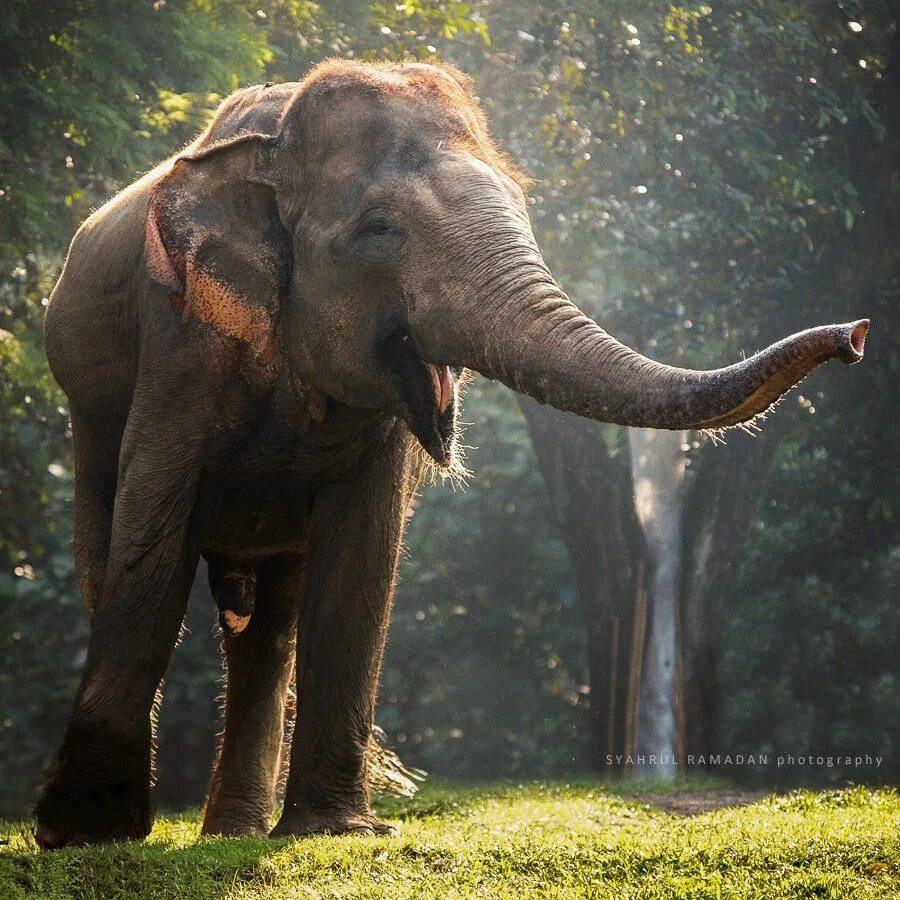 Happy elephant. Слоны. Красивый слон. СЛОРН. Африканский слон.