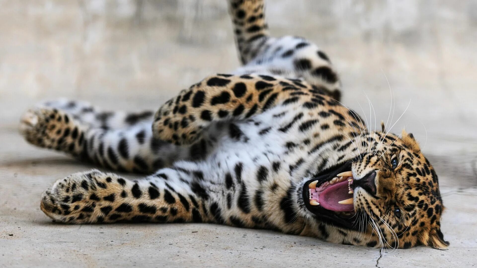 Берберийский леопард. Уссурийский леопард. Gl64 leopard. Переднеазиатский ягуар. Дальневосточный леопард.