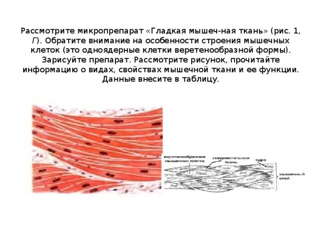 Строение клетки гладкая мышечная ткань. Строение гладкой мышечной ткани рисунок. Гладкая мышечная ткань изображение клетки ткани. Изображение клетки гладкой мышечной ткани. Гладкая мышечная ткань микропрепарат.