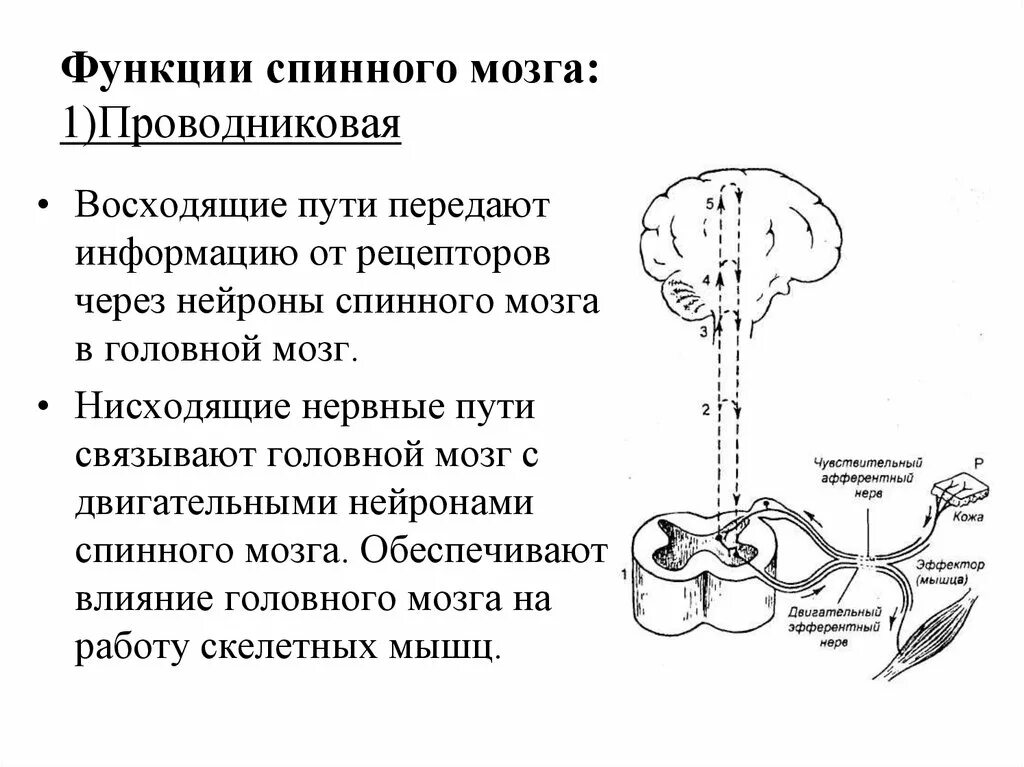 Нисходящий нервный путь. Функции спинного мозга проводниковая восходящие и нисходящие пути. Проводниковая функция спинного мозга. Проводниковые пути спинного мозга схема. Проводная функция спинного мозга.