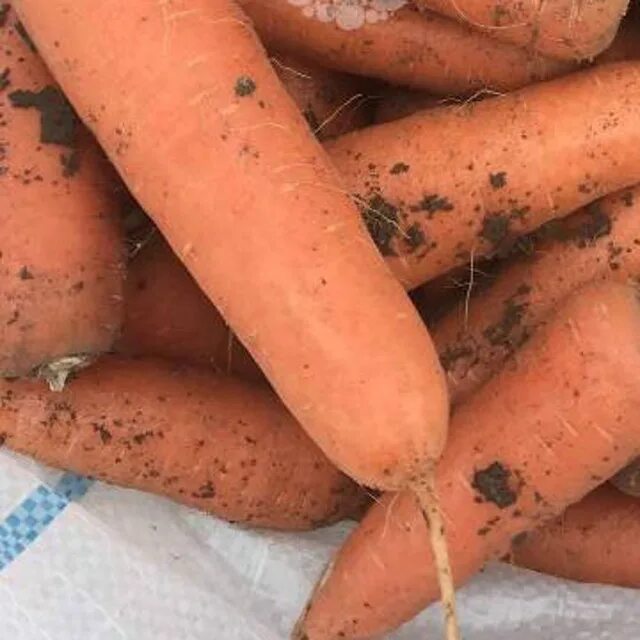 10 килограмм моркови. Килограмм моркови. Морковь кг. Морковь за 1 кг. Кило моркови.
