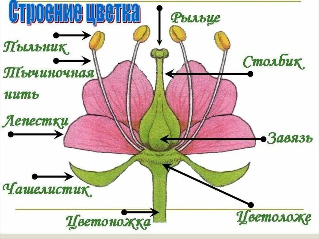 Тема генеративный. Схема строения цветка 6 класс биология. Схема цветка биология 6 класс. Строение цветка 6 класс биология рисунок из учебника. Строение цветка покрытосеменных растений.