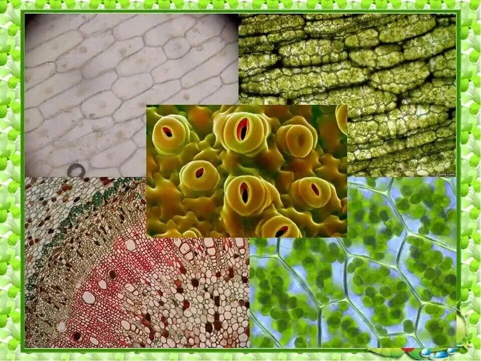 Понятие ткань ткани растений. Образовательная и покровная ткань в биологии. Ткани растений покровная ткань. Покровная ткань биология 6. Покровные ткани растений биология.