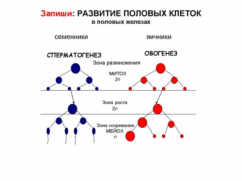 Схема развития половых клеток мейоз оплодотворение. Схема формирования половых клеток. 3 Фазы развития половых клеток. Развитие половых клеток мейоз оплодотворение таблица. Развитие женских половых клеток происходит в