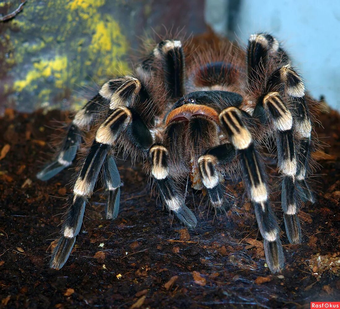 моноцентропус балфори. картинки птицеедов. паук-птицеед. картинки птицеедов. тигровый паук птицеед.