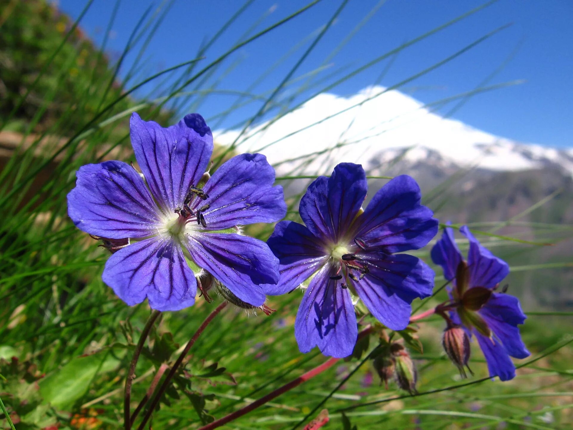 Сел растение. Горный цветок Эдельвейс Кавказ. Эдельвейс Приэльбрусье цветок. Рододендрон кавказский синий. Горный Эдельвейс синий.