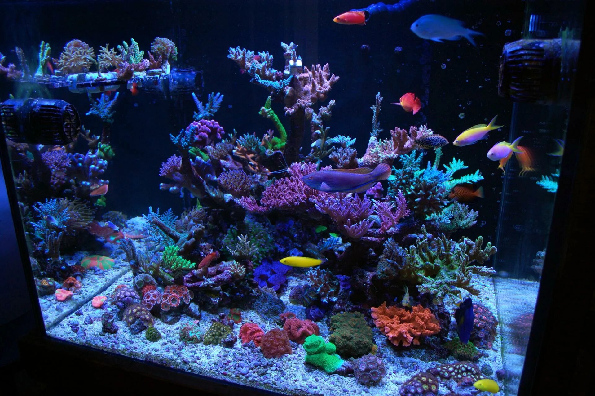 Aquarium перевод. Морской рифовый аквариум. Красивые аквариумы. Красивый морской аквариум. Самые красивые аквариумы.