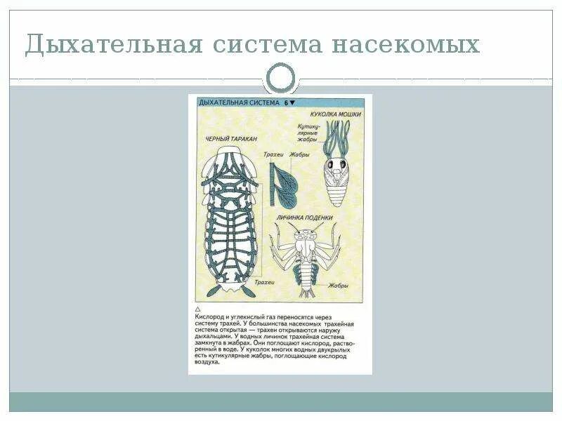 Дыхательная система животных 7 класс. Дыхательная система насекомых. органы дыхания насекомых. дых система насекомых. органы дыхания насекопмы.