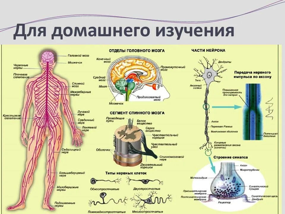 Нервное строение человека. Строение нервной системы человека схема. биология строение и функции нервной системы. анатомическое строение нервной системы схема. нервная система цнс и пнс схема.