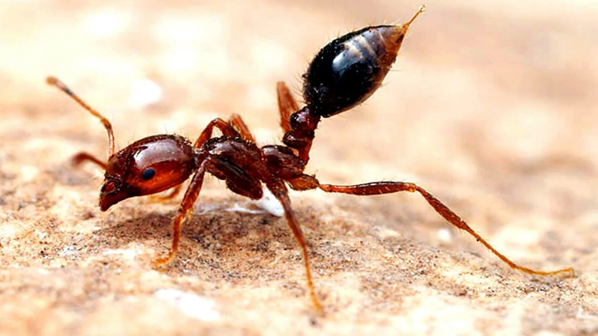 Муравья Solenopsis.Invicta. Муравьи сиафу. Solenopsis Invicta. Красный Огненный муравей. Muravi