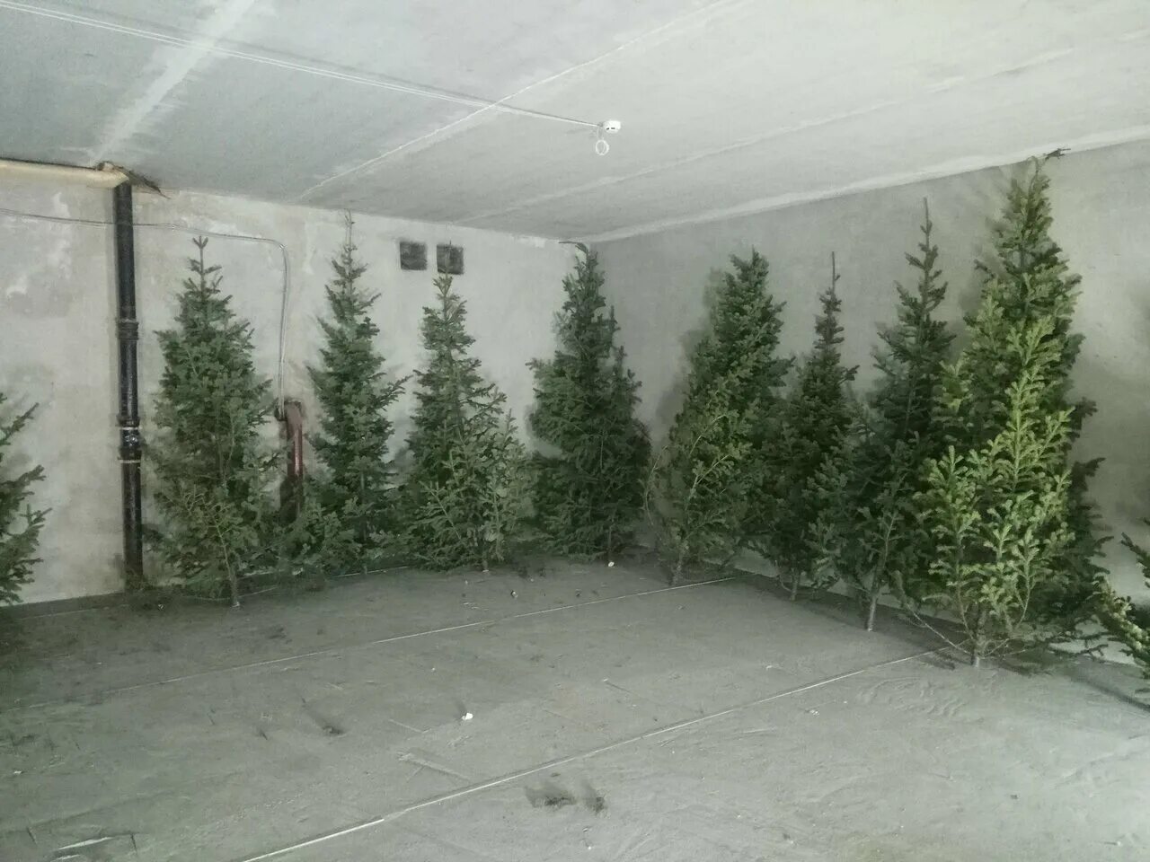 Ель кавказская 220см, тип хвои пвх. Сосна кедровая pinus sibirica. Сосна кедровая "пинус сибирика". Ёлка в тайге читать. Хвоя томск.