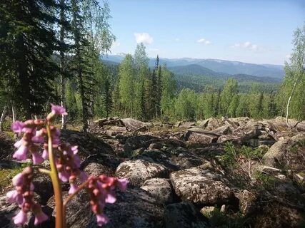 Запад тайги