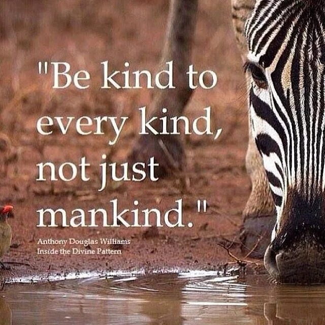 If you show kindness an animal it. Quotations about animals. Animals quotes. Quotes about animals. Sayings about animals.