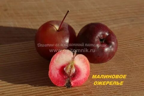 Яблоня малиновое