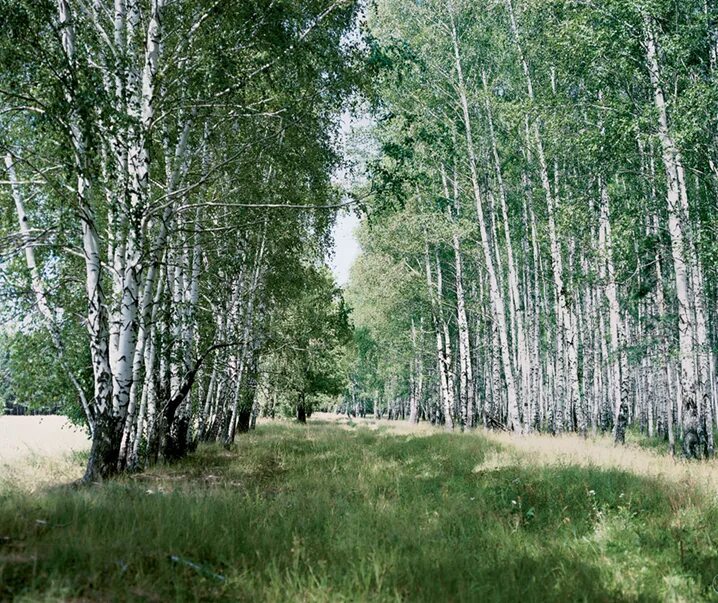 Купить минских березовых. Берёзовая роща Ульяновск. Г Ульяновск Березовая роща. Берёзовая роща Солнечногорск. Березовая роща Солнечногорский район.