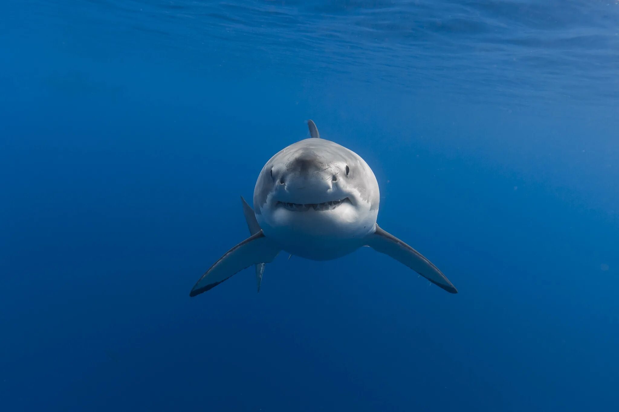 Ocean shark. Рыба акула. Белая акула. Акула обои. Акула в океане.