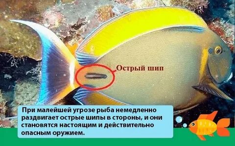 Почему рыбу назвали рыбой