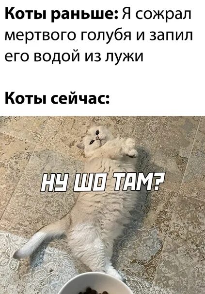 Коты раньше коты сейчас. Кот раньше кот сейчас. кот раньше и сейчас мем. кот рано мем.