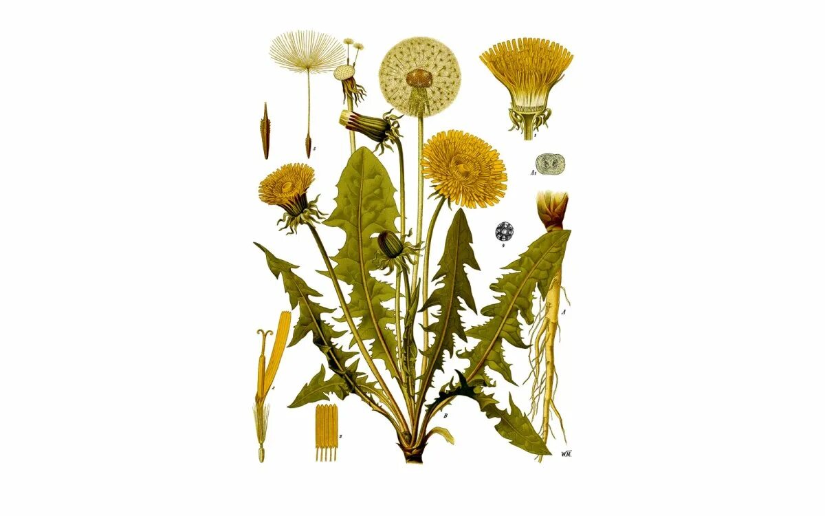 Одуванчик лекарственный – Taraxacum officinale. Одуванчик лекарственный гербарий. Taraxacum officinale иллюстрация. Taraxacum officinale ботаника.