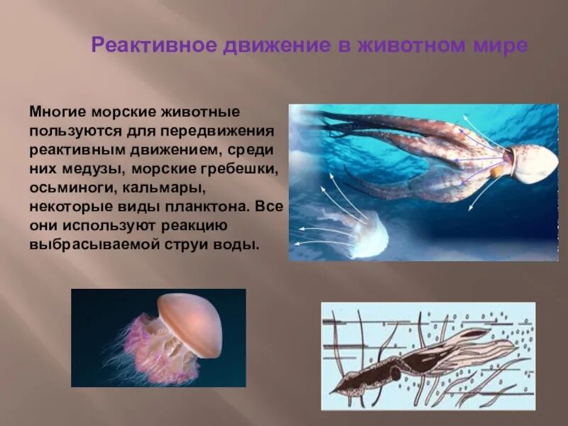 Тема реактивное движение. Реактивное движение планктона. Морской гребешок реактивное движение. Движение медузы реактивное движение. Реактивное движение в природе.