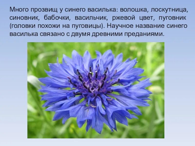 Васильки 3 класс. Семейство Астровые Василек. Василек гребенчатый. Родина василька.