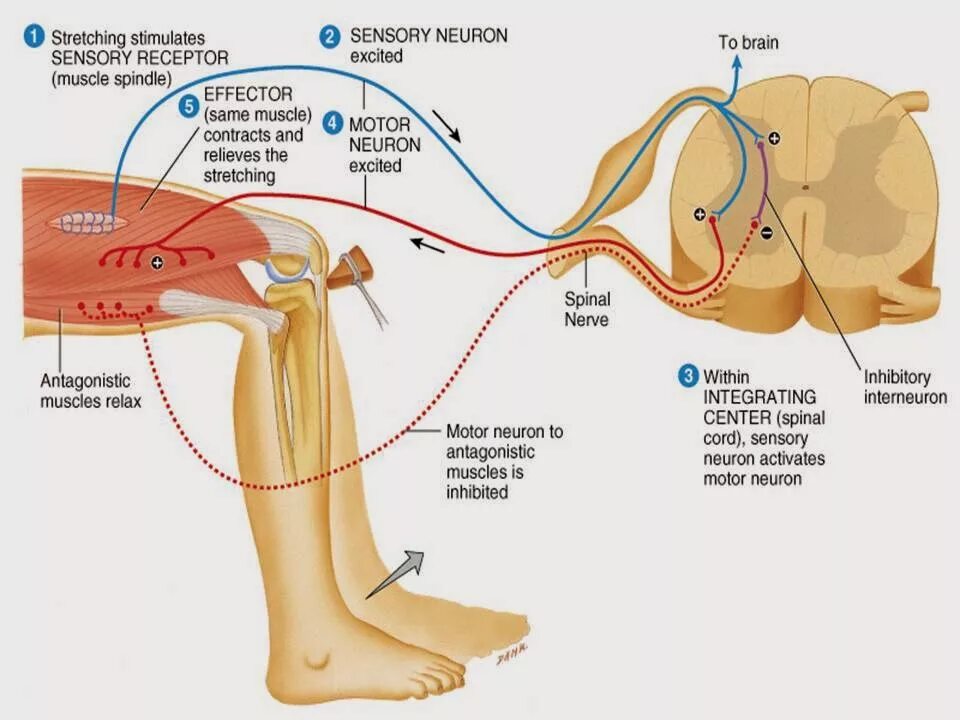 Чувство рефлекса. Коленный рефлекс физиология. Коленный рефлекс рефлекторная дуга физиология. Ахиллов рефлекс дуга. Коленный рефлекс рефлекторная дуга схема физиология.
