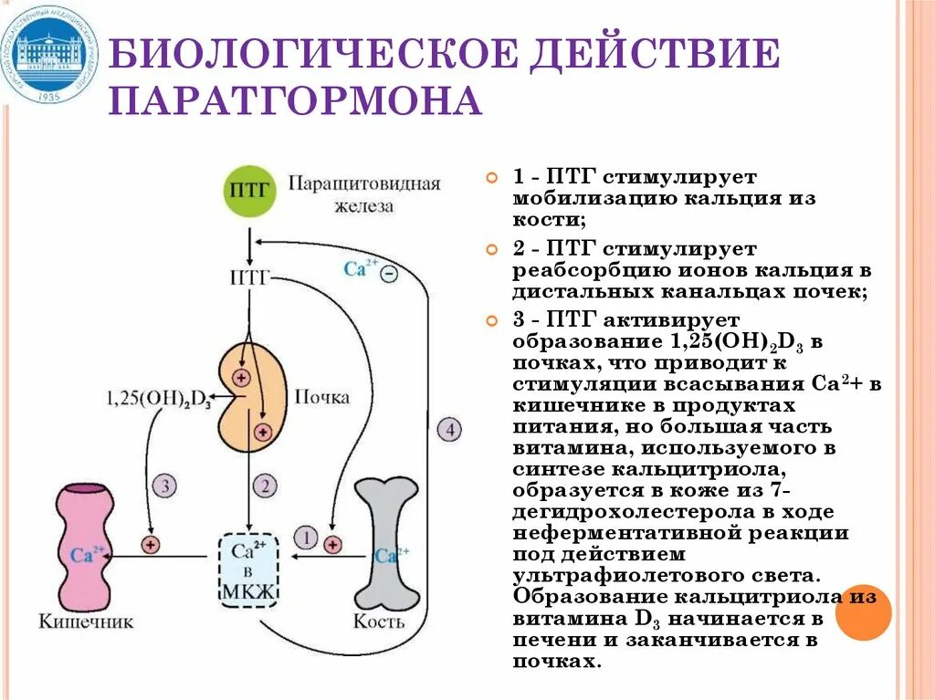 Синтез паратгормона. Биологические эффекты паратгормона. Биологическое действие паратгормона. Механизм действия паратгормона. Паратгормон интактный